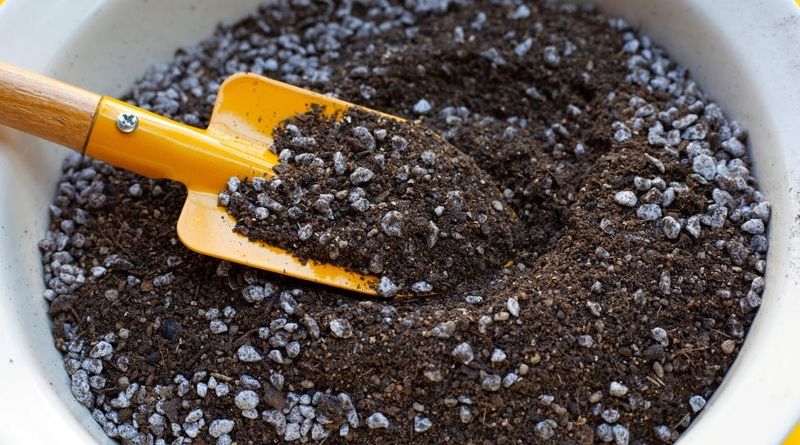 Use A Loose Potting Mix That Drains Well Use A Loose Potting Mix That Drains Well