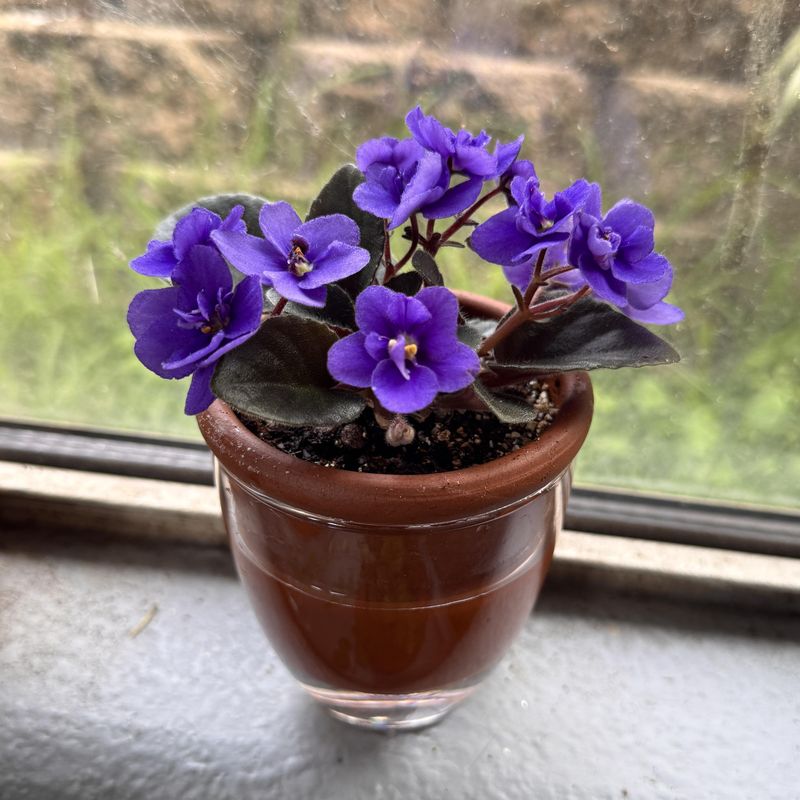 Use A Pot With Good Drainage