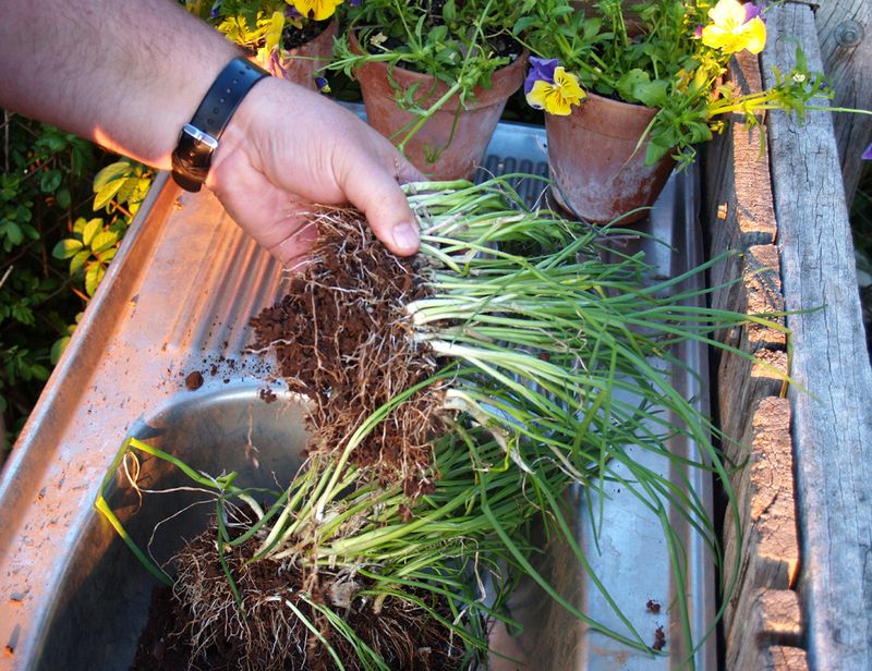 Use A Sharp Spade To Separate Healthy Sections Use A Sharp Spade To Separate Healthy Sections