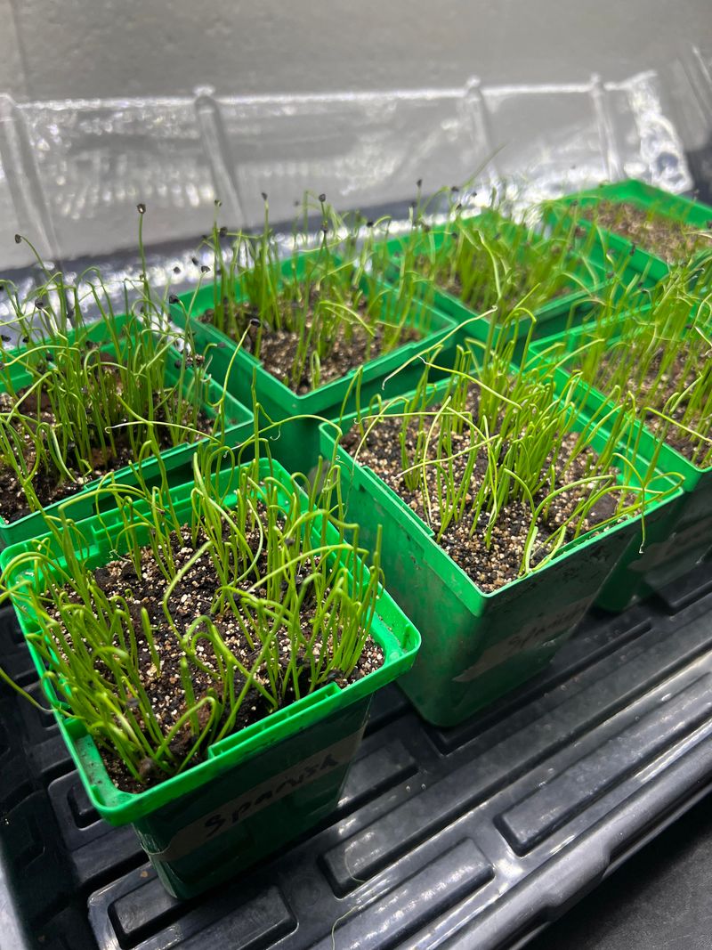 Use A Sunny Pot With Good Drainage