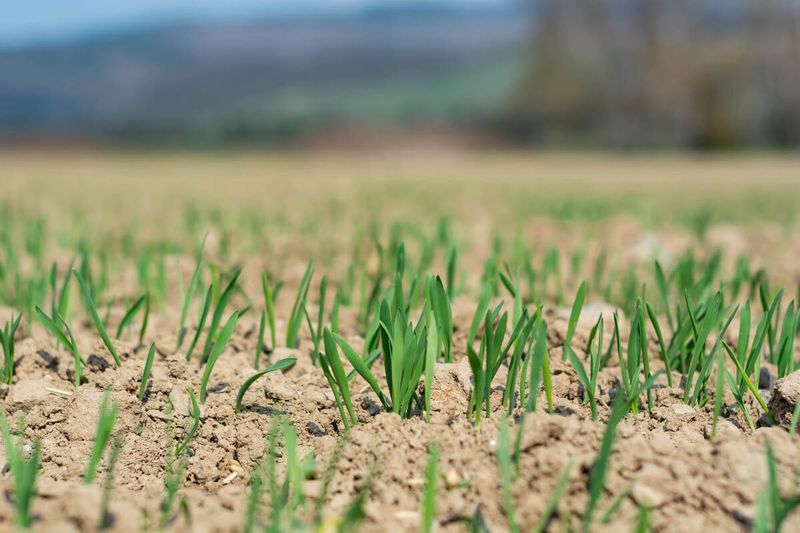 Use A Thin Topdressing Layer Instead Of Burying Grass