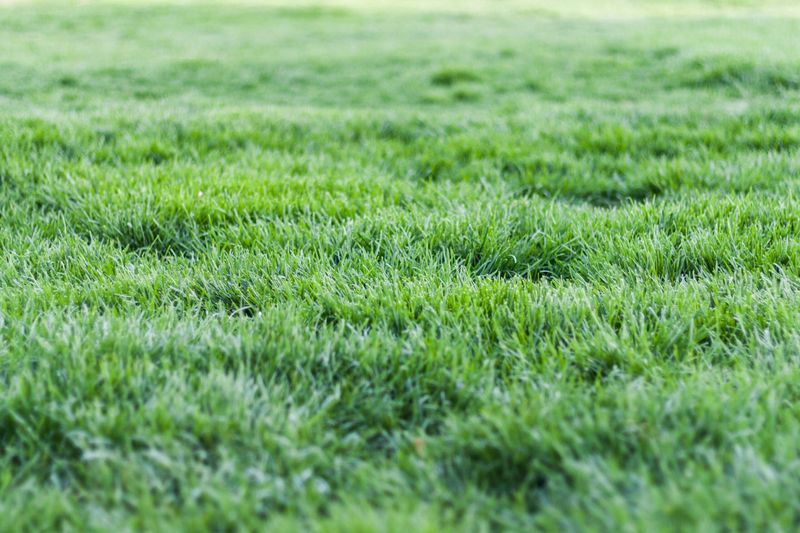 Use A Topdressing Mix Instead Of Straight Clay Soil