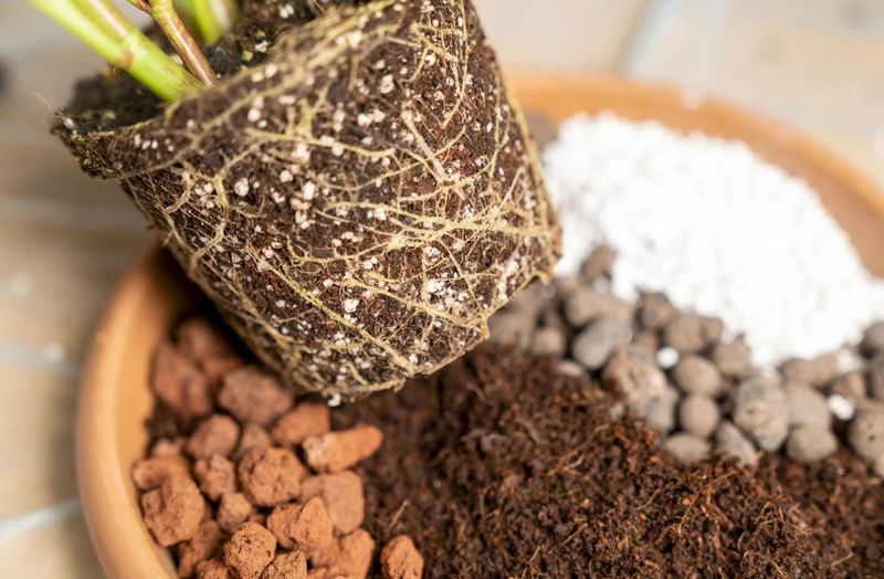 Use A Well-Draining, Airy Potting Mix Use A Well-Draining, Airy Potting Mix
