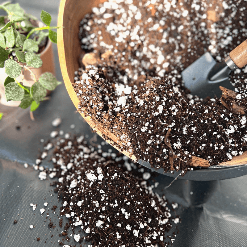 Use A Well-Draining Potting Mix To Support Healthy Roots