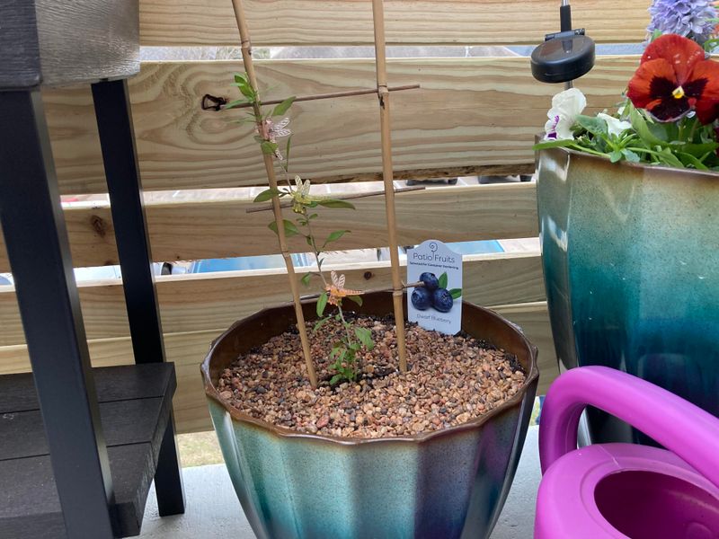 Use Acidic Potting Mix For Better Growth Use Acidic Potting Mix For Better Growth