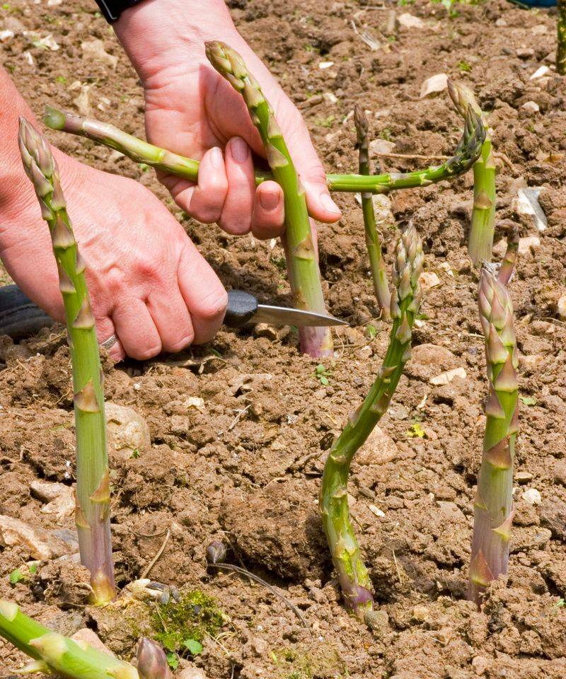 Use Ash Sparingly Around Established Asparagus Beds