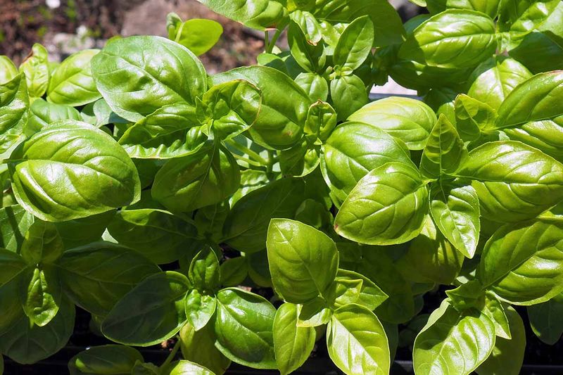 Use Basil Around Sunny Vegetable Beds