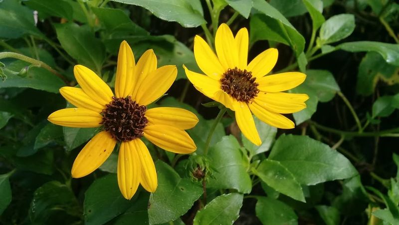 Use Beach Sunflower Along Hot Dry Walkways