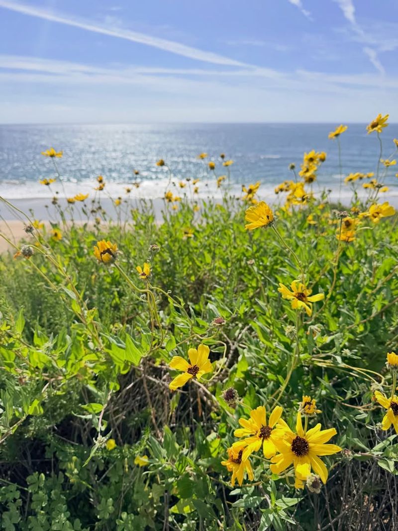 Use Beach Sunflower In Sandy Soil