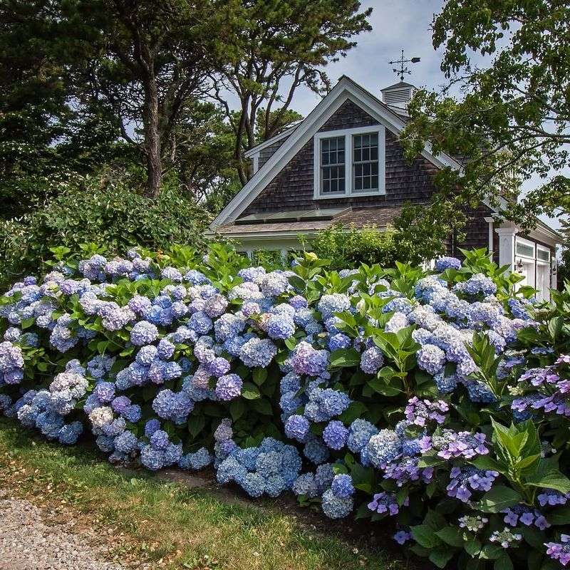 Use Bigleaf Hydrangeas For Classic Color