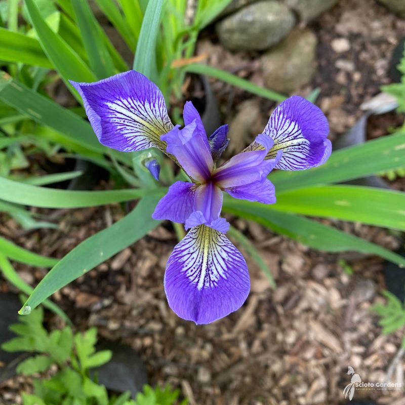 Use Blue Flag Iris To Brighten Wet Low Spots Use Blue Flag Iris To Brighten Wet Low Spots