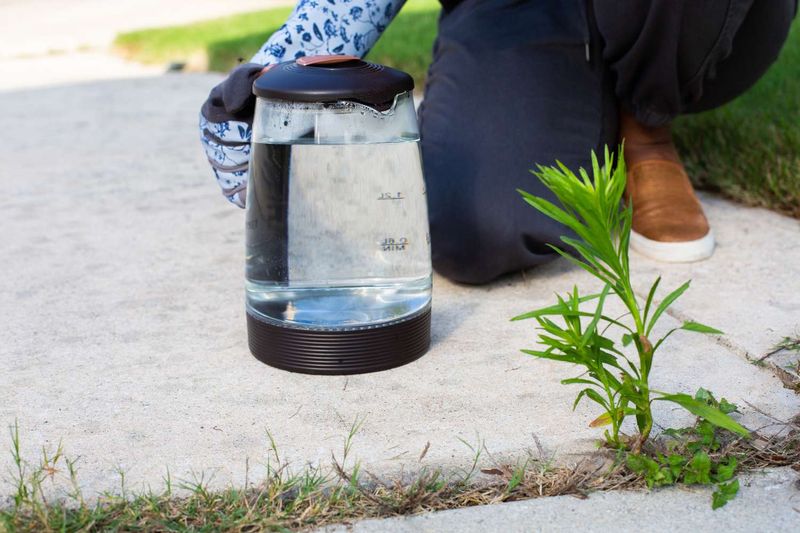 Use Boiling Water Carefully On Small Weeds Use Boiling Water Carefully On Small Weeds