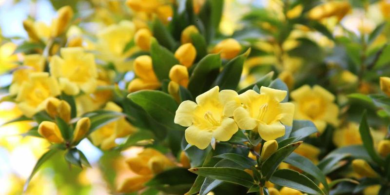 Use Carolina Jessamine With Care Near Patio Borders