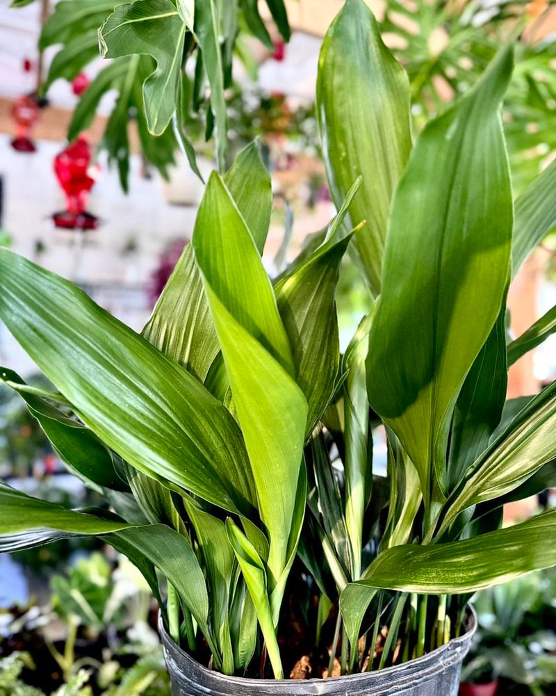 Use Cast Iron Plant For Tough Shade Foliage