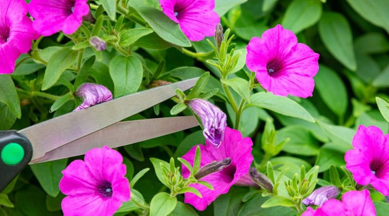 Use Clean Snips For Sticky Or Crowded Growth