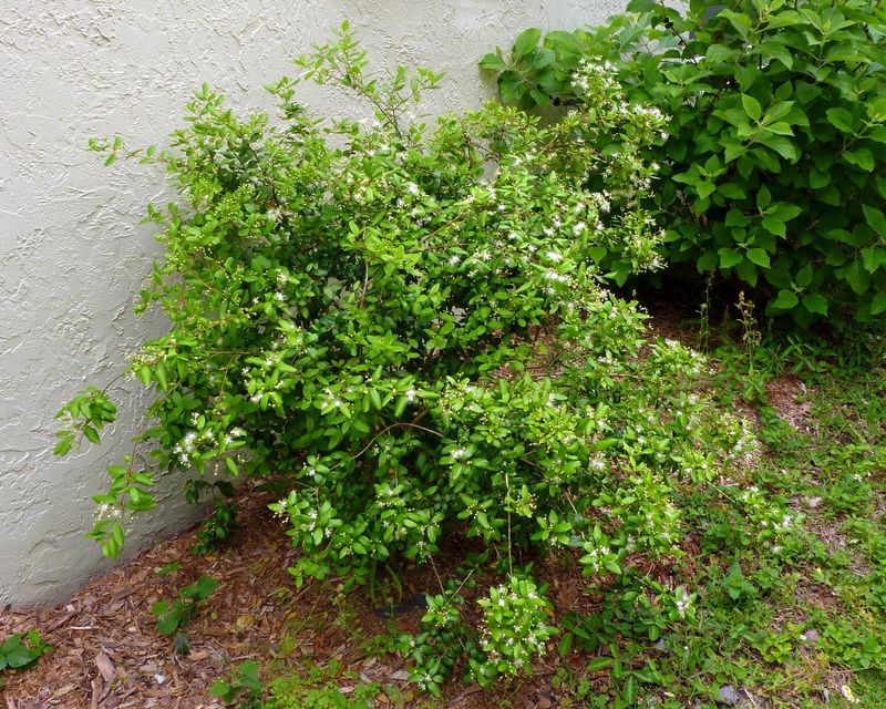 Use Compacta Where Regular Shrubs Get Too Large Use Compacta Where Regular Shrubs Get Too Large
