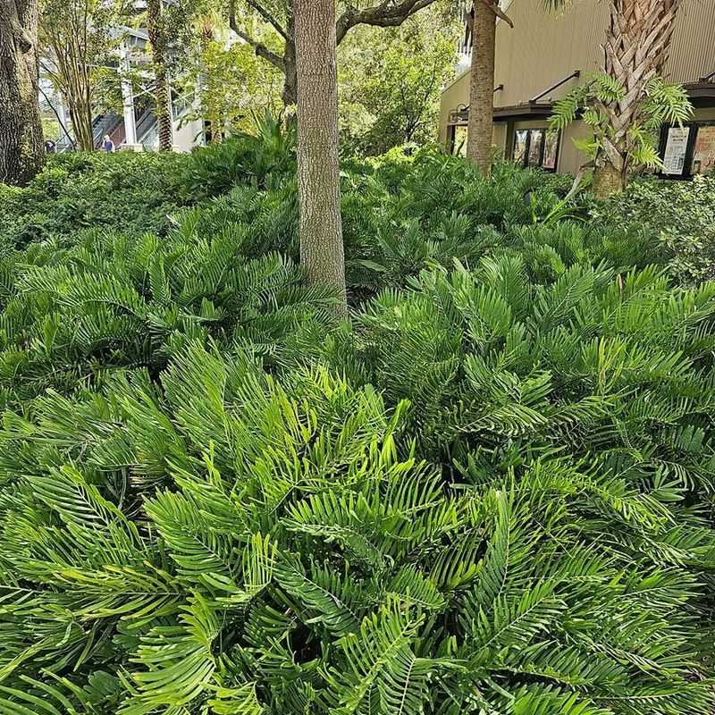 Use Coontie For A Clean Tropical Border