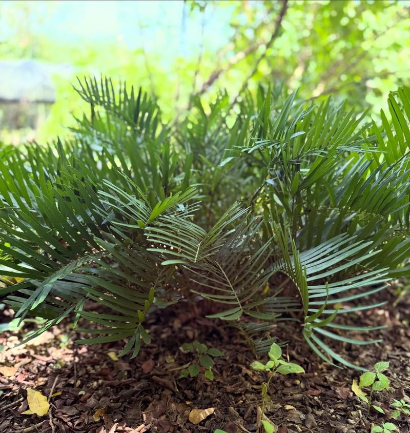 Use Coontie Where Roots Crowd The Soil