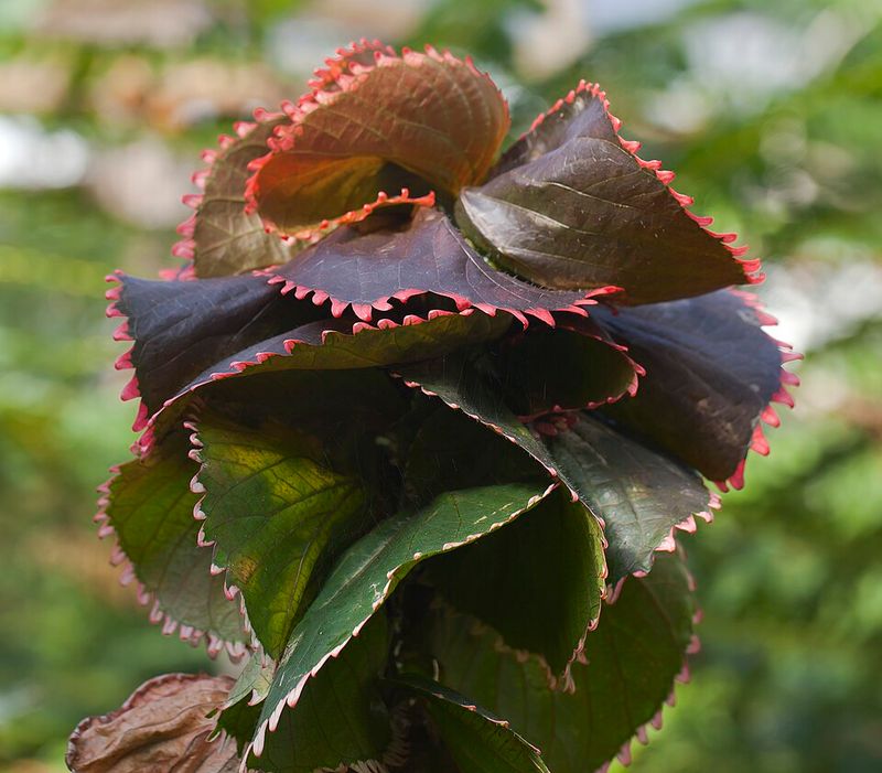 Use Copperleaf For A Colorful Shrub Effect