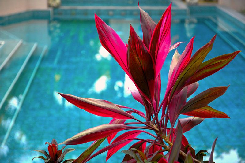 Use Cordyline For Tropical Foliage That Stays Manageable