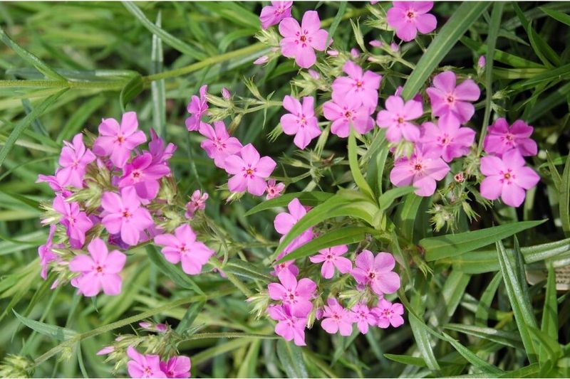 Use Downy Phlox To Paint Sunny Edges In Soft Pink