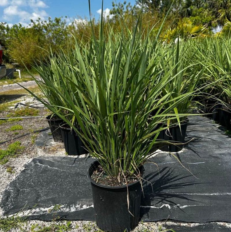Let Giant Fakahatchee Anchor A Large Planter