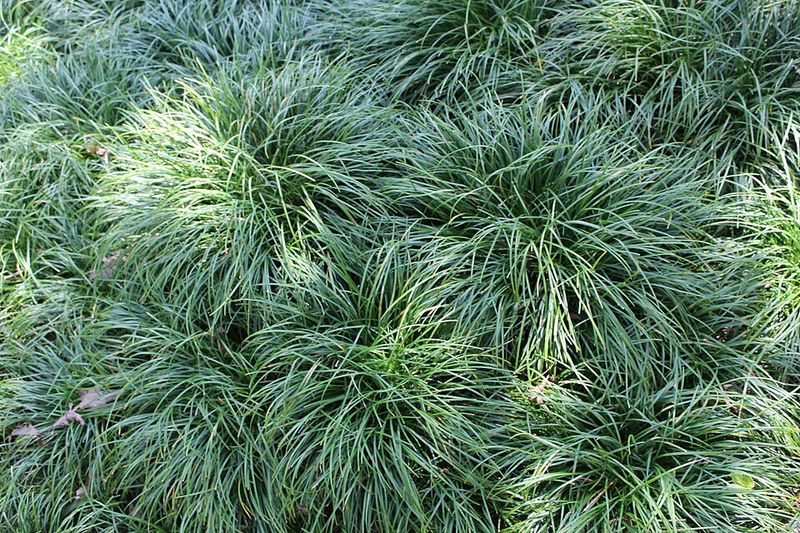 Use Dwarf Mondo Grass For A Clean Low Edge