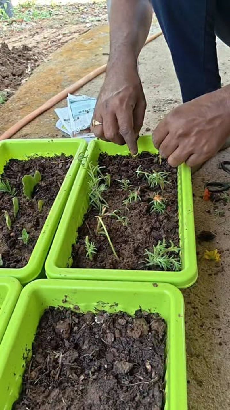 Use Fast Draining Soil To Prevent Root Problems