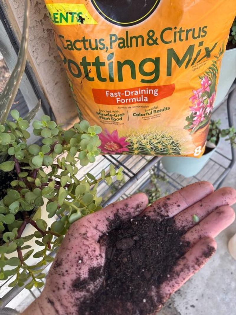 Use Fast Draining Soil To Prevent Root Rot