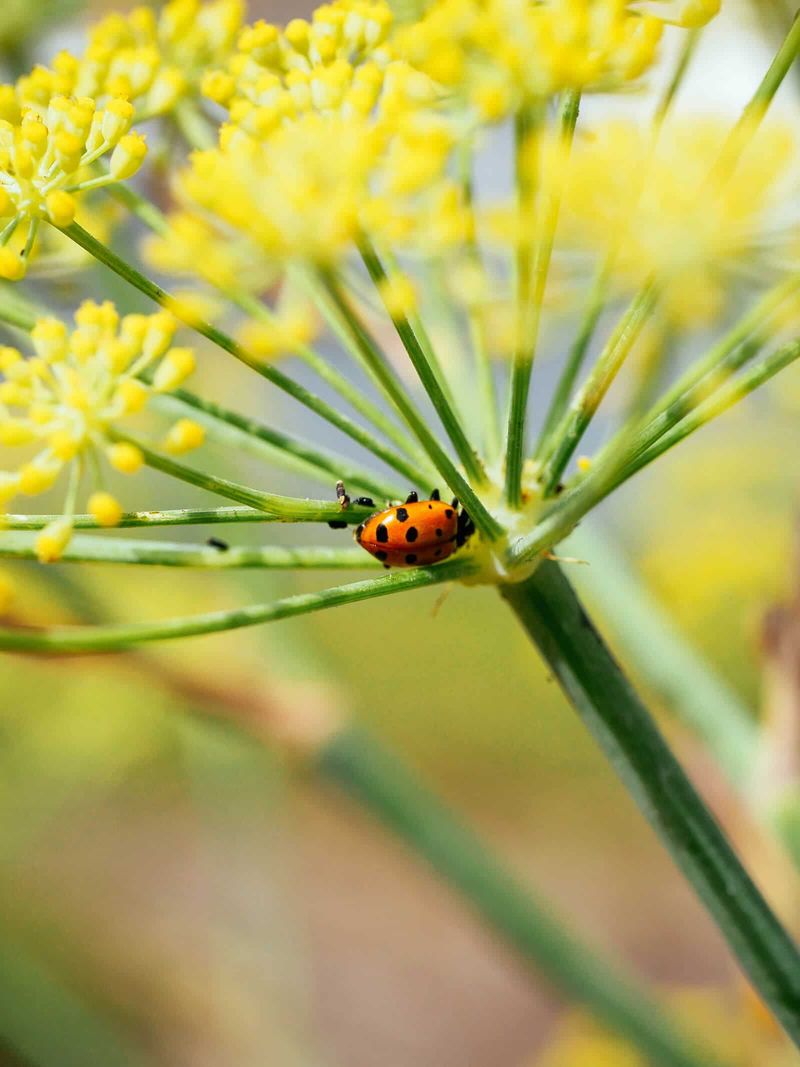 Use Fennel Flowers Where It Has Room To Grow Use Fennel Flowers Where It Has Room To Grow