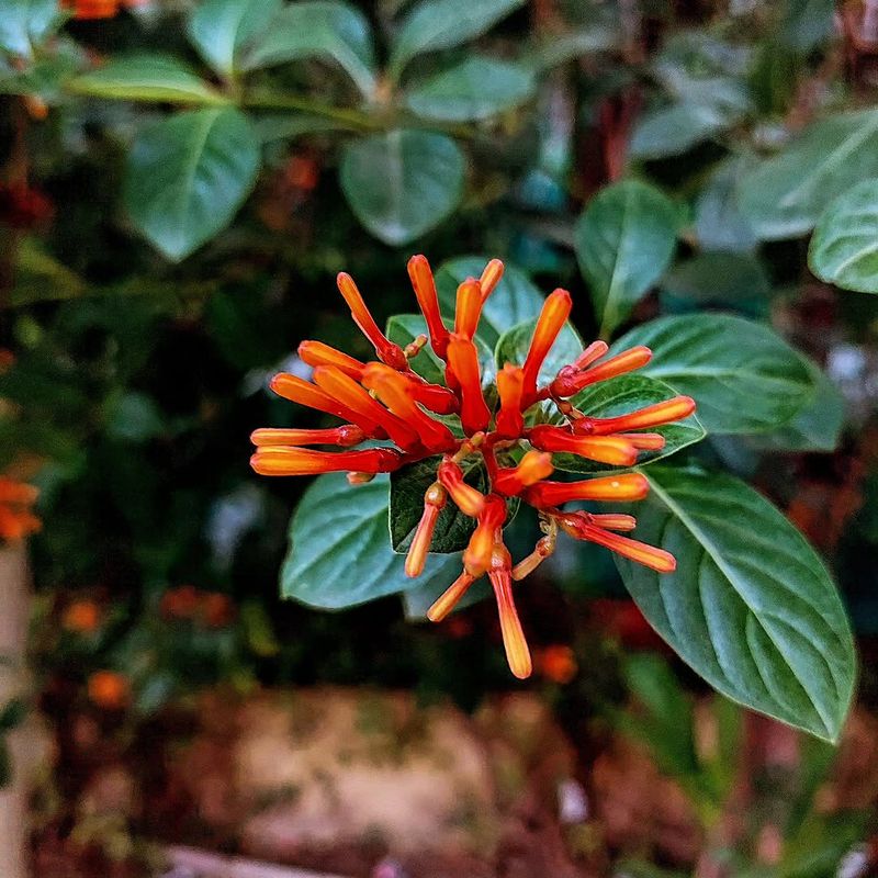 Use Firebush For A Flowering Native Screen Use Firebush For A Flowering Native Screen