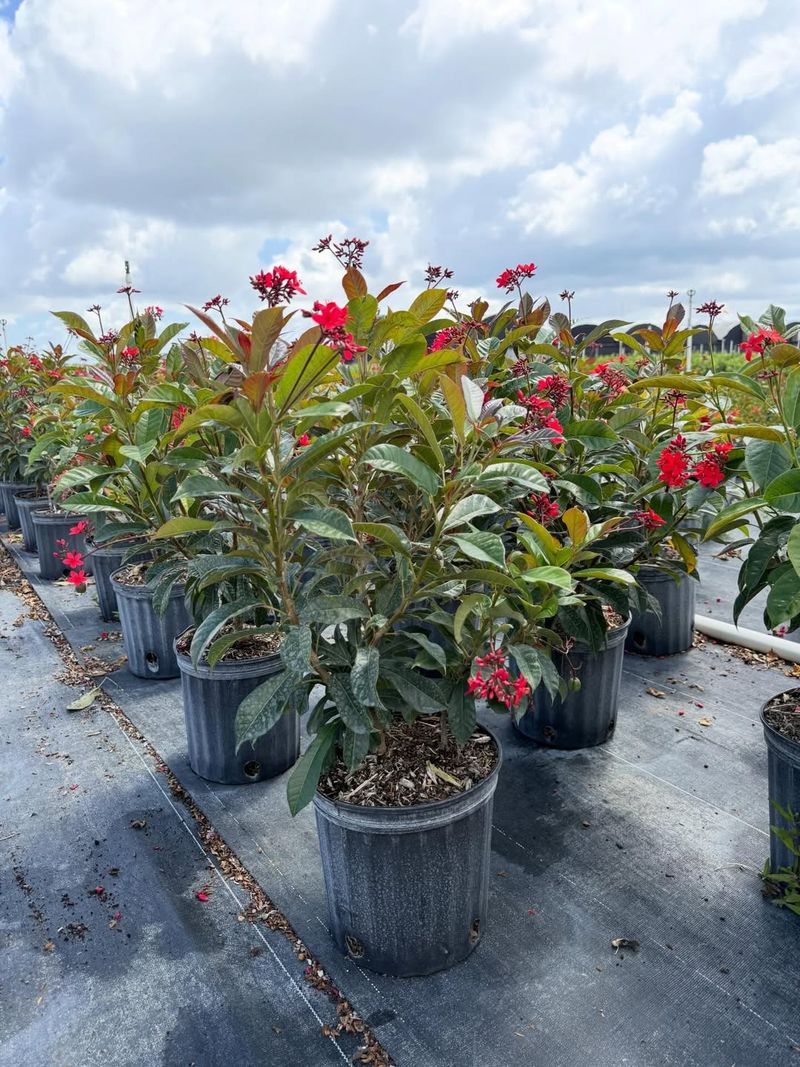 Use Firecracker Jatropha For Patio Drama
