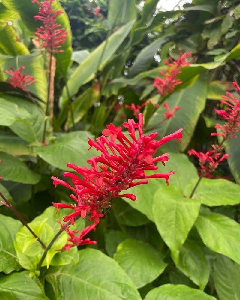 Use Firespike For Shade Color And Hummingbirds