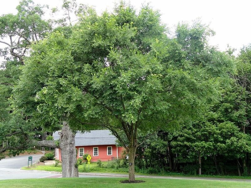 Use Florida Elm For Rake-Friendly Shade