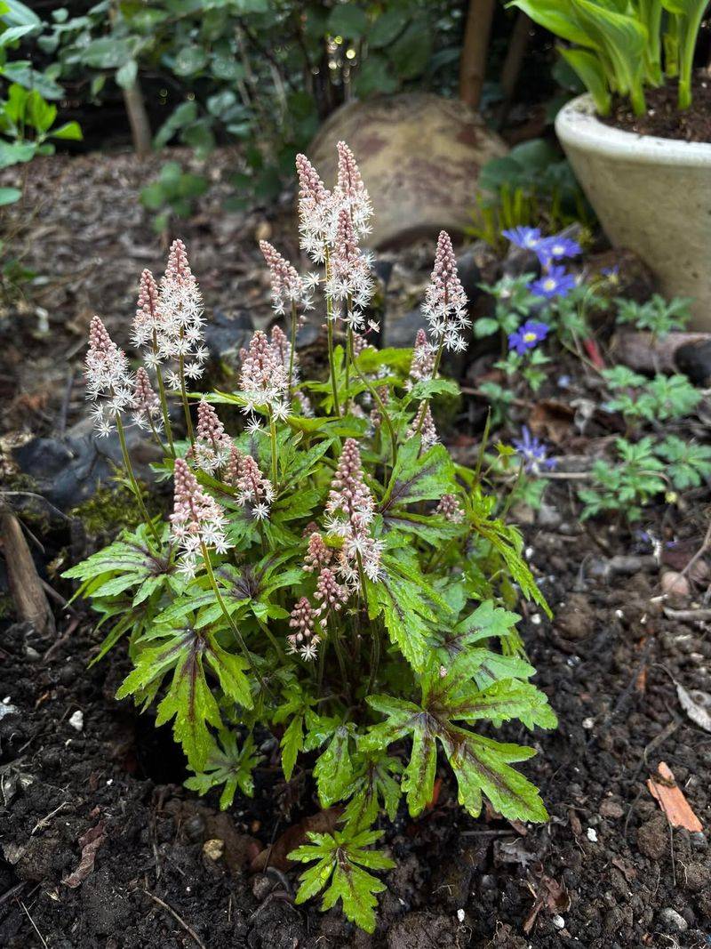 Use Foamflower To Brighten Damp Shade With Airy Spring Wands