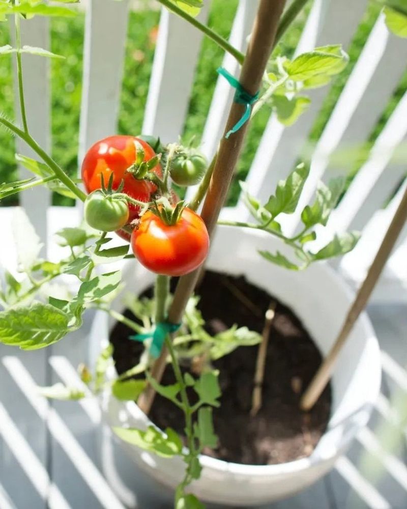 Use Fresh Potting Mix For A Strong Start