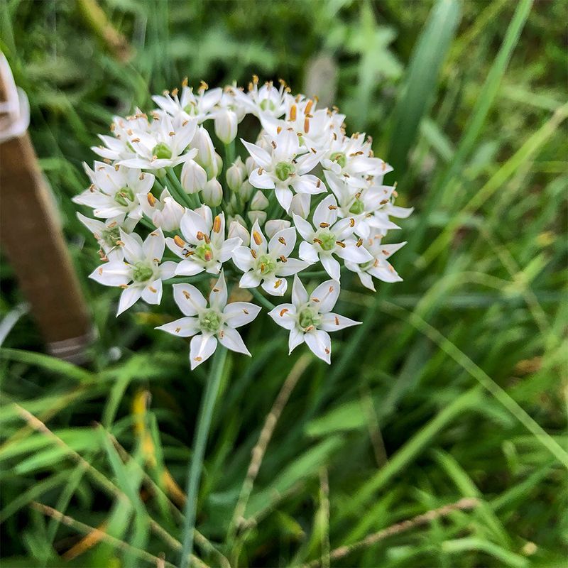 Use Garlic Chives Around Vulnerable Beds Use Garlic Chives Around Vulnerable Beds
