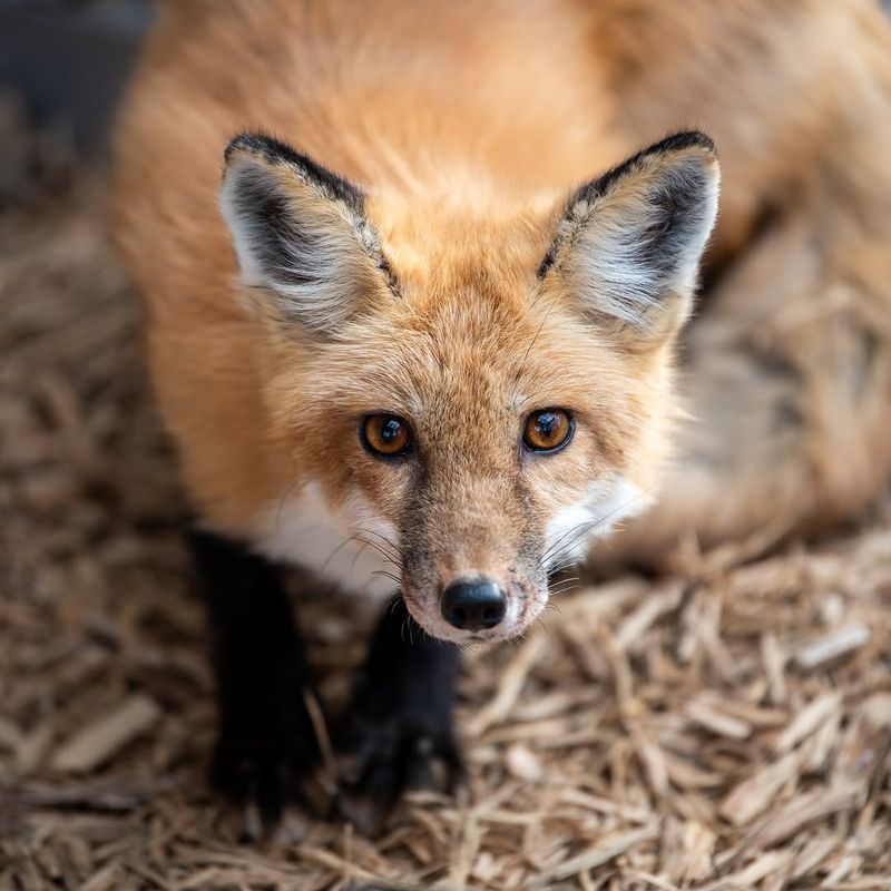 Use Gentle Hazing If The Fox Gets Too Comfortable