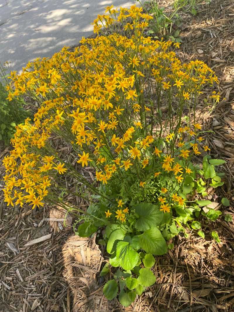 Use Golden Groundsel To Brighten Shady Corners