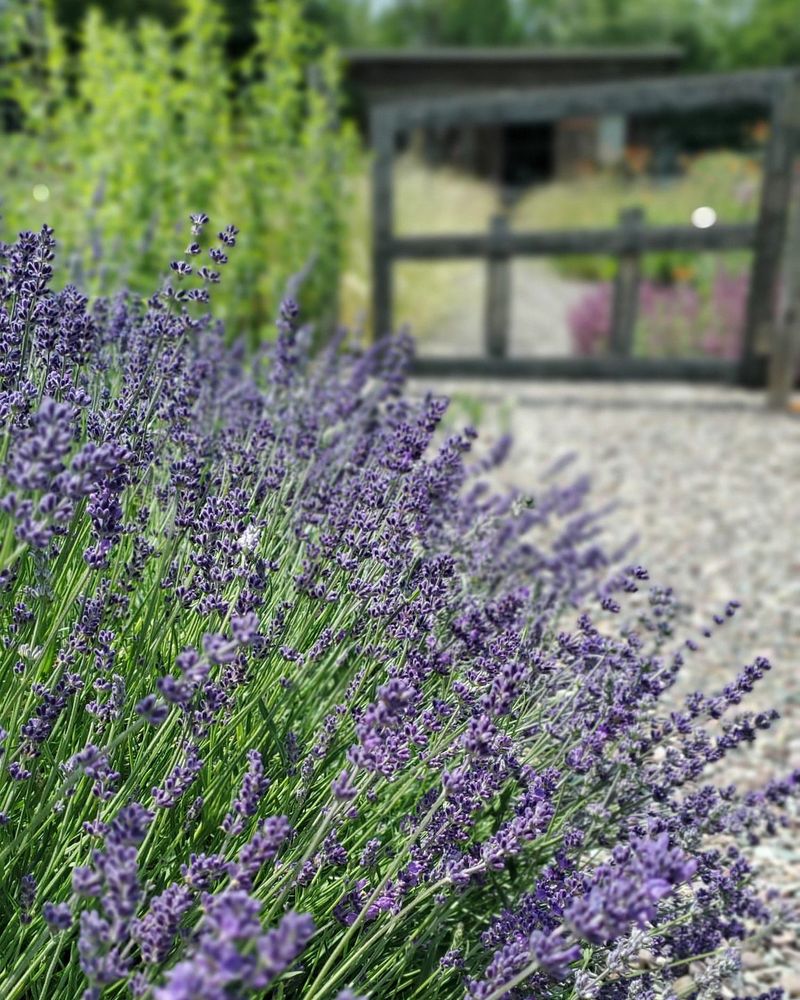 Use Gravel Mulch Instead Of Moisture Holding Bark