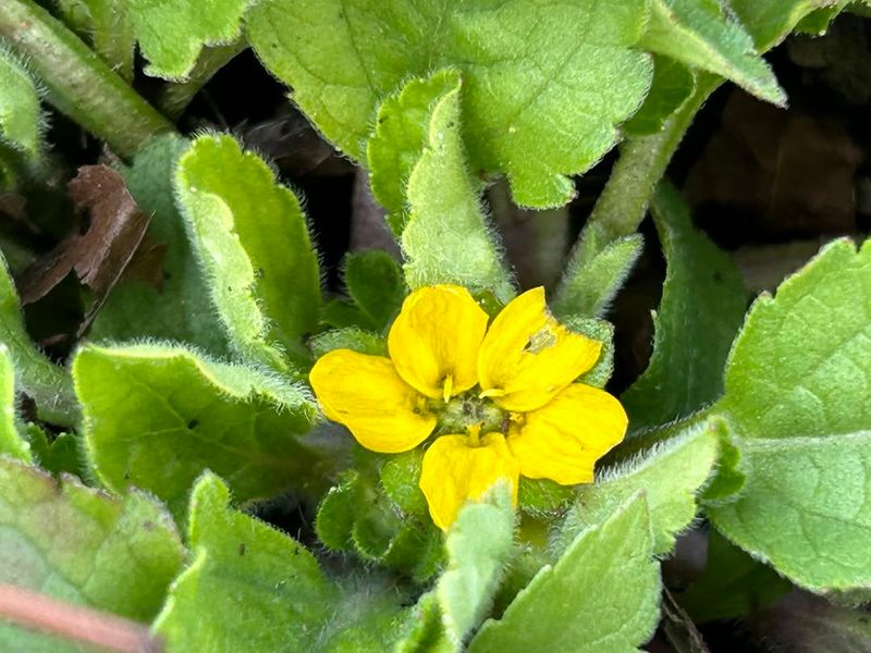 Use Green And Gold For Bright Cover In Part Shade