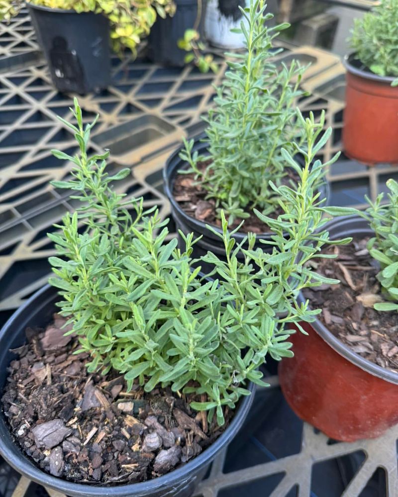 Use Gritty Soil That Does Not Hold Too Much Water