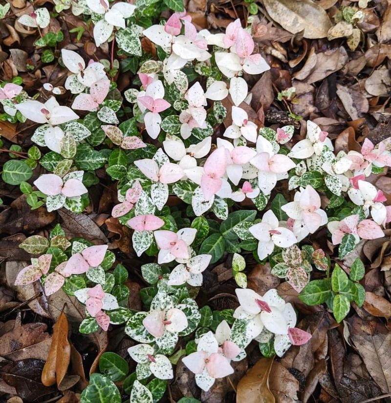 Use Groundcovers For Fewer Clipper Chores