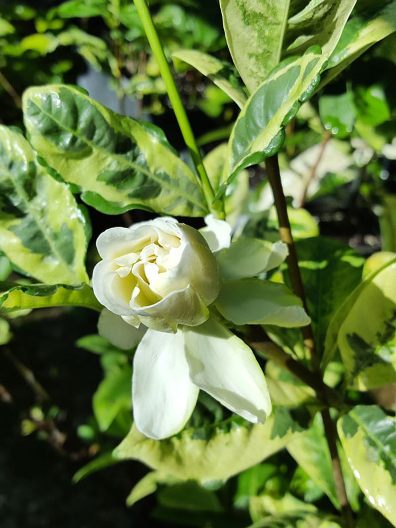 Use Healthy Parent Plants Before Taking Cuttings