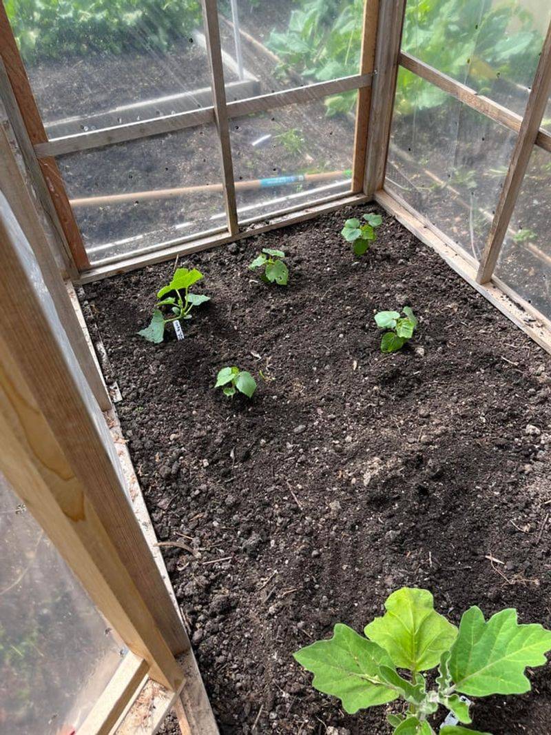 Use Heavy Mulch To Regulate Root Temperature Use Heavy Mulch To Regulate Root Temperature