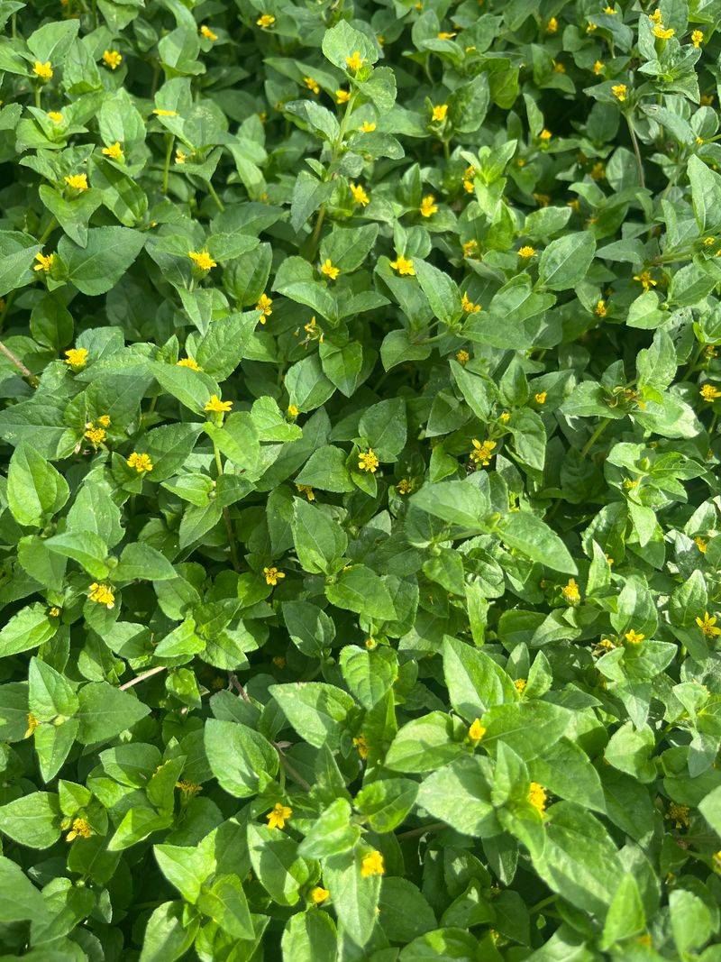 Use Horseherb For Soft Shade That Stays Lush