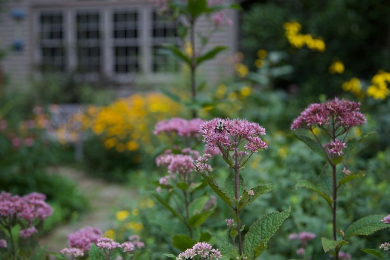 Use It Behind Shorter Nectar Plants