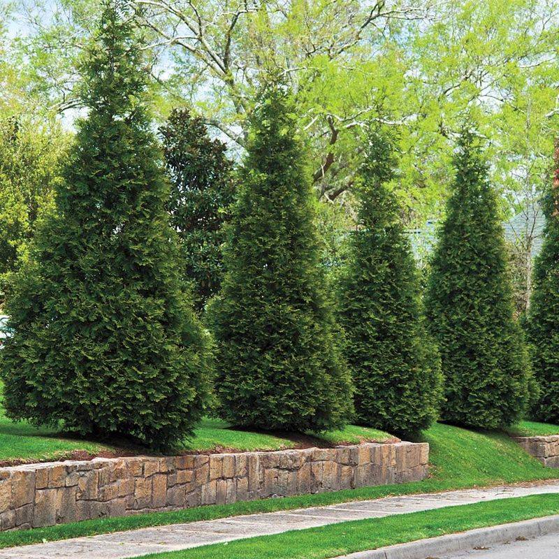 Use It For Evergreen Privacy And Year-Round Structure