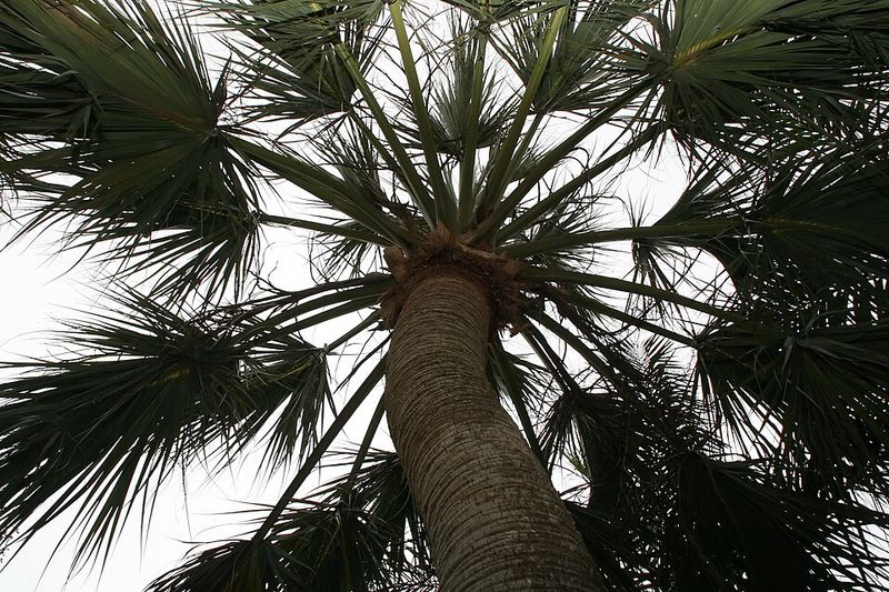 Use It For Year-Round Structure In The Landscape