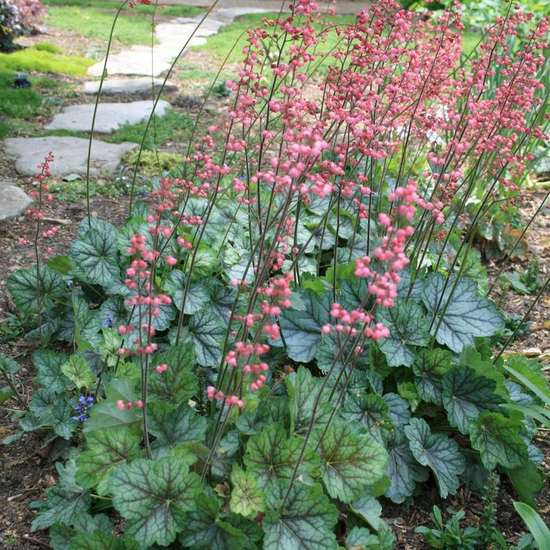 Use Its Foliage To Brighten Shady Beds